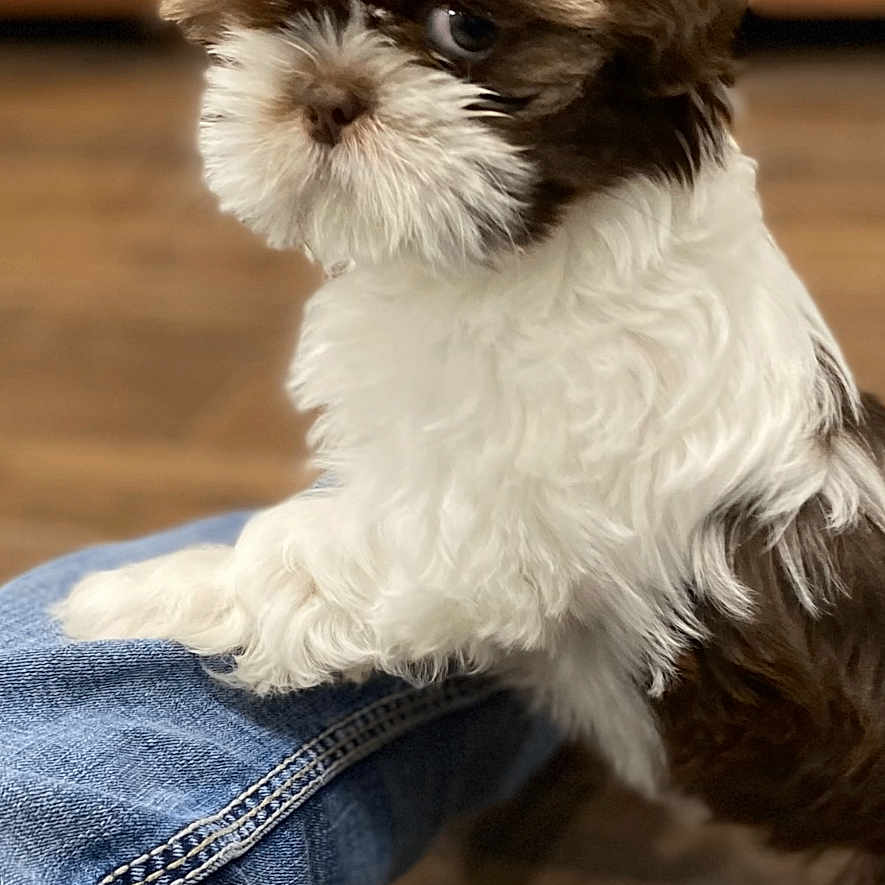 Lucy is registered to the contest to win money with this photo: adorable, animal, brown, companion, cute, denim, dog, floor, fluffy, fur, indoor, jeans, paw, pet, portrait, puppy, resting, small, white, young