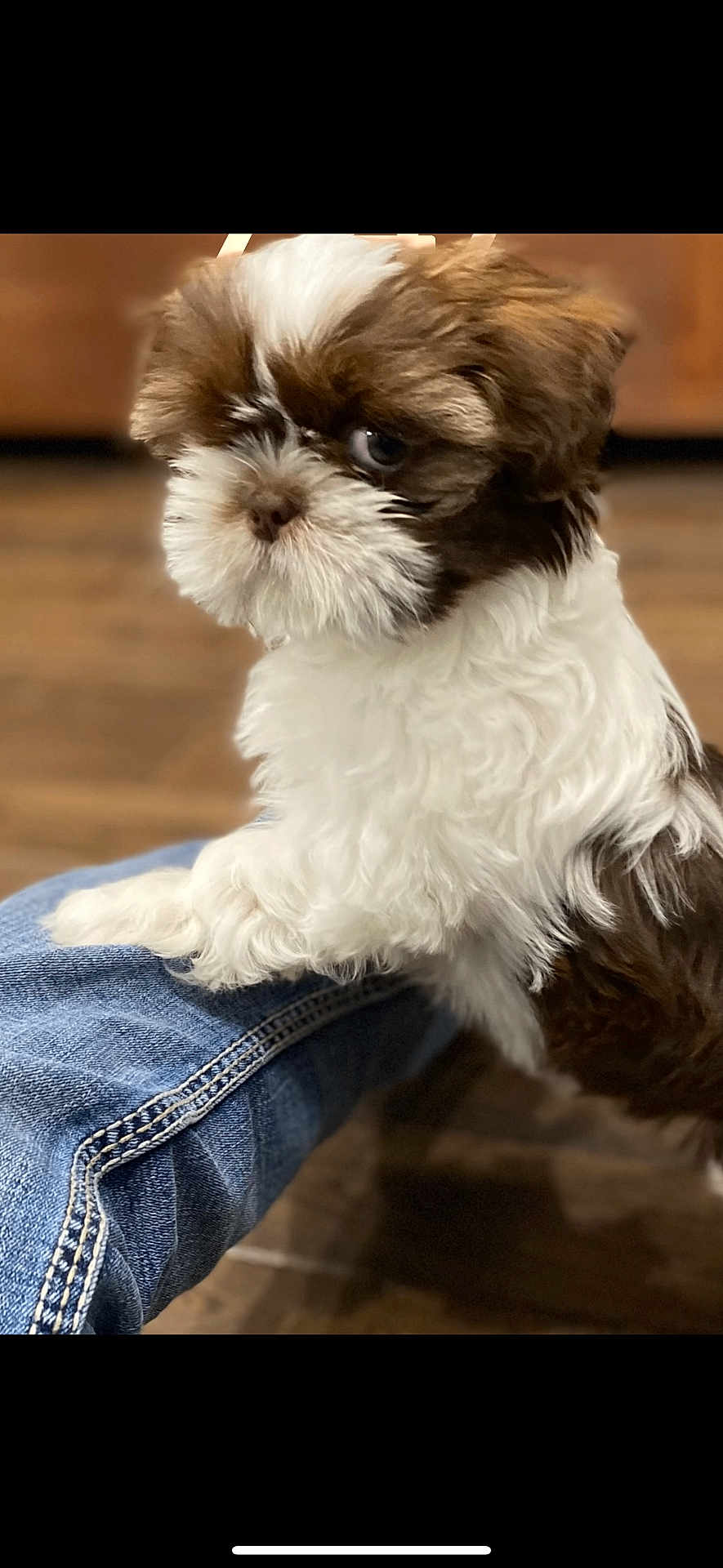 Lucy is registered to the contest to win money with this photo: puppy, dog, brown, white, fluffy, fur, pet, indoor, floor, denim, jeans, paw, cute, animal, young, portrait, companion, resting, small, adorable