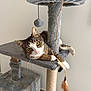 cat, tabby_cat, pet, animal, indoor, cat_tree, toy, feather, play, paws, whiskers, fur, green_eyes, scratching_post, relaxed, curious, feline, house, gray, resting