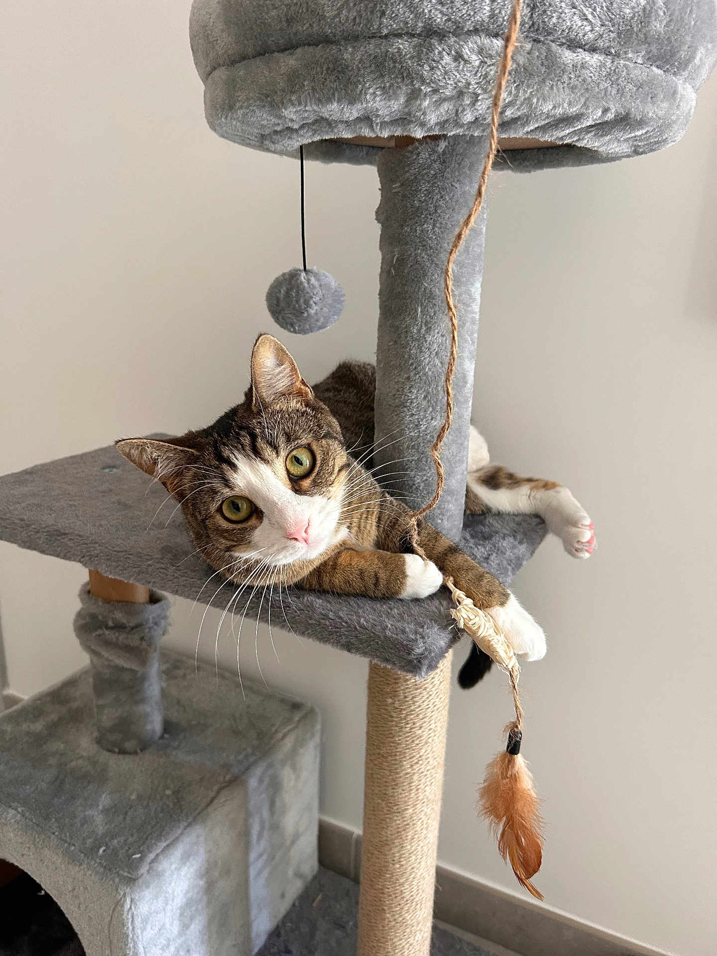 Lewis a rejoint le concours — aidez-le/la à gagner de superbes lots ! cat, tabby_cat, pet, animal, indoor, cat_tree, toy, feather, play, paws, whiskers, fur, green_eyes, scratching_post, relaxed, curious, feline, house, gray, resting