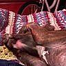 Diamond joined the competition — help win amazing prizes! dog, blanket, crochet, paws, lying_down, indoor, bicycle, wheel, colorful, red, blue, white, brown, fur, cozy, relaxed, pet, hide, home, comfort
