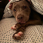 Diamond is registered to the contest to win money with this photo: bedding, bedroom, blanket, brown_dog, canine, closeup, cozy, cute, dog, eyes, face, indoors, patterned_fabric, paws, pet, pitbull, portrait, puppy, resting, sleepy