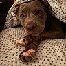 bedding, bedroom, blanket, brown_dog, canine, closeup, cozy, cute, dog, eyes, face, indoors, patterned_fabric, paws, pet, pitbull, portrait, puppy, resting, sleepy