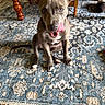 animal, brown_dog, canine, carpet, cute, dog, domestic_animal, ears, floor, household, indoor, leash, mischievous, patterned_rug, paw, pet, playful, sitting, tongue, wooden_furniture
