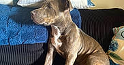 Diamond is registered to the contest to win money with this photo: dog, brindle, couch, blue_blanket, pillow, indoor, pet, sitting, canine, furniture, side_view, looking_away, domestic_animal, companion, relaxed, household, brown, white_chest, corduroy, decor
