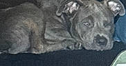 Diamond is registered to the contest to win money with this photo: animal, background, blur, brown, collar, couch, cozy, dog, domestic, furniture, household, indoor, low_light, lying_down, pet, relaxed, resting, sleepy, table, wood