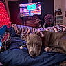 dog, blanket, bed, television, christmas_tree, fan, bag, food, indoor, furniture, crocheted_blanket, decor, relaxed, pet, cozy, pink_lights, snack, resting, home, living_room