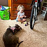 Diamond is registered to the contest to win money with this photo: child, dog, carpet, toy, bicycle, dresser, indoor, floor, pink_harness, sitting, playing, curly_hair, shorts, tshirt, brown_dog, green_bag, carpeted_floor, home, relaxing, quiet