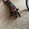 Diamond is registered to the contest to win money with this photo: animal, bicycle_wheel, brown_dog, carpet, collar, cute, dog, domestic_animal, floor, fur, indoor, laying_down, looking_up, pet, pink_collar, playful, puppy, resting, side_view, tail