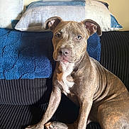 Diamond joined the competition — help win amazing prizes! dog, brindle, puppy, couch, pillows, blue, white, black, indoor, pet, canine, sitting, fur, ears, eyes, nose, paw, relaxed, home, portrait