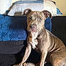 dog, brindle, puppy, couch, pillows, blue, white, black, indoor, pet, canine, sitting, fur, ears, eyes, nose, paw, relaxed, home, portrait