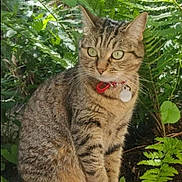 Pixel participe au concours pour gagner de l'argent avec cette photo : alert, animal, cat, collar, cute, feline, fern, garden, greenery, leaf, mammal, nature, outdoor, paws, pet, sitting, stone, sunlight, tabby, whiskers