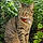 Pixel