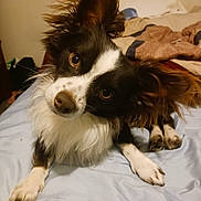 Lil Man joined the competition — help win amazing prizes! animal, bed, bedroom, blanket, canine, chihuahua, cockerspaniel, collie, couch, cushion, dog, eskimodog, furniture, homedecor, hound, indoors, papillon, pet, puppy, room