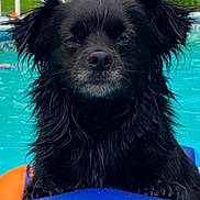 Bear is registered to the contest to win money with this photo: dog, black_dog, wet_fur, swimming_pool, water, pool_ladder, floatation_device, inflatable, close_up, portrait, ears, nose, whiskers, turquoise_water, backyard, white_fence, grass, screenshot_ui, timestamp, thumbnails_bar