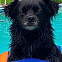 dog, black_dog, wet_fur, swimming_pool, water, pool_ladder, floatation_device, inflatable, close_up, portrait, ears, nose, whiskers, turquoise_water, backyard, white_fence, grass, screenshot_ui, timestamp, thumbnails_bar