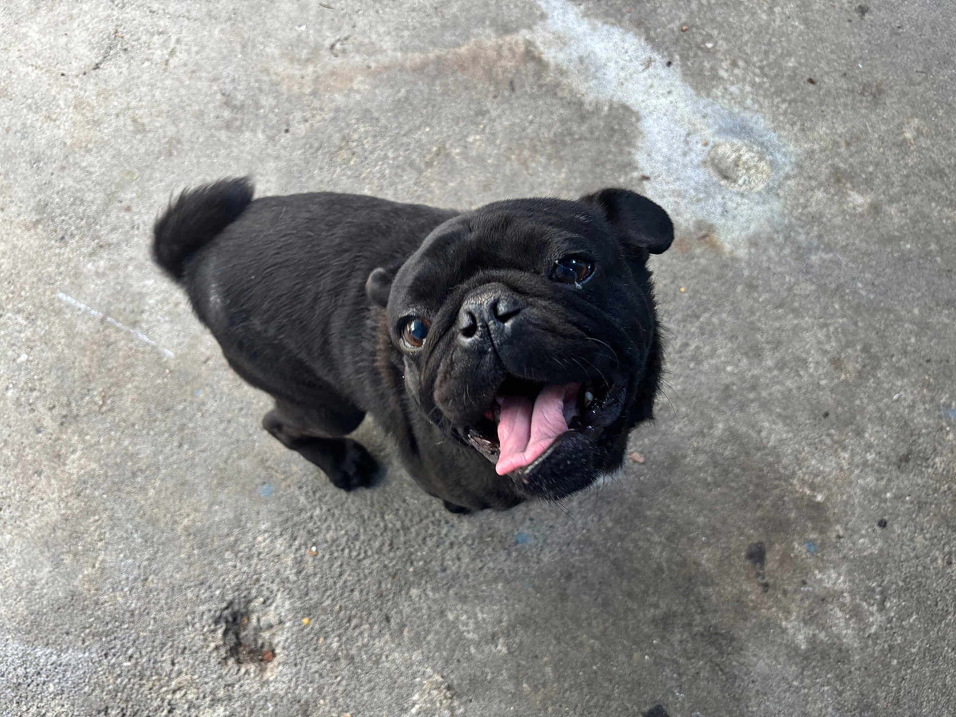 Juan is registered to the contest to win money with this photo: dog, pug, black_dog, pet, canine, tongue_out, happy, playful, animal, close_up, looking_up, outdoor, concrete, small_dog, cute, friendly, mammal, fur, companion, adorable