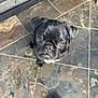 Juan joined the competition — help win amazing prizes! dog, pug, black_dog, pet, animal, floor, tile_floor, looking_up, cute, small_dog, fur, whiskers, indoors, companion, shoe, curious, mammal, portrait, face, expression