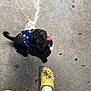 Juan joined the competition — help win amazing prizes! dog, pug, black_dog, bandana, tongue_out, pet, animal, concrete_floor, footwear, yellow_crocs, socks, person, looking_up, cute, small_dog, outdoor, playful, companion, paw, pet_accessory