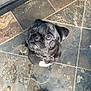 dog, pug, black_dog, pet_hair, tile_floor, looking_up, collar, small_dog, indoor, curious, snout, ears, floor_tiles, shoe, footwear, pet, canine, companion, close_up, waiting