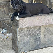Juan is registered to the contest to win money with this photo: dog, pug, black_dog, white_paw, lying_down, stone_ledge, urban, outdoor, sidewalk, tiles, pet, canine, resting, animal, closeup, daylight, street, expression, paw, looking