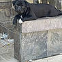 dog, pug, black_dog, white_paw, lying_down, stone_ledge, urban, outdoor, sidewalk, tiles, pet, canine, resting, animal, closeup, daylight, street, expression, paw, looking