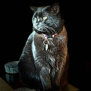 Bella is registered to the contest to win money with this photo: black_cat, cat, pet, feline, collar, tag, indoor, table, wooden_surface, animal, yellow_eyes, fur, sitting, portrait, domestic_cat, whiskers, cute, closeup, dark_background, soft_light