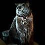 black_cat, cat, pet, feline, collar, tag, indoor, table, wooden_surface, animal, yellow_eyes, fur, sitting, portrait, domestic_cat, whiskers, cute, closeup, dark_background, soft_light