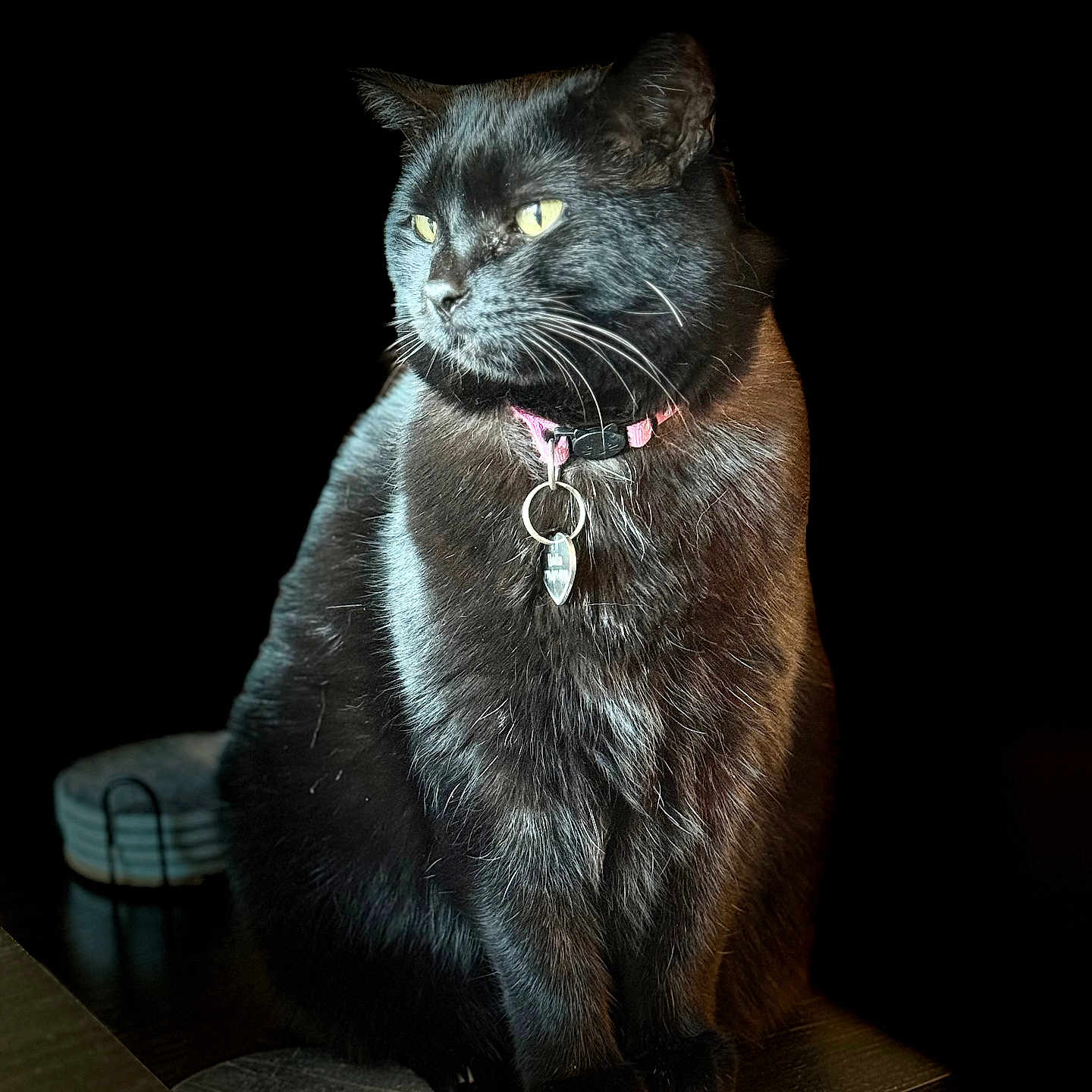 Bella is registered to the contest to win money with this photo: animal, black_cat, cat, closeup, collar, cute, dark_background, domestic_cat, feline, fur, indoor, pet, portrait, sitting, soft_light, table, tag, whiskers, wooden_surface, yellow_eyes