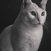 Nala participe au concours pour gagner de l'argent avec cette photo : cat, animal, pet, portrait, black_and_white, feline, whiskers, fur, ears, eyes, sitting, domestic_animal, closeup, soft_lighting, studio, indoor, quiet, calm, cute, mammal