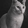 cat, animal, pet, portrait, black_and_white, feline, whiskers, fur, ears, eyes, sitting, domestic_animal, closeup, soft_lighting, studio, indoor, quiet, calm, cute, mammal