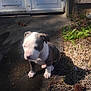 puppy, dog, puppy_face, sitting, outdoors, grass, dried_grass, garage_door, wooden_siding, rubber_mat, shadow, sunlight, paws, nose, ears, adorable, young, front_paw, vegetation, pinecone