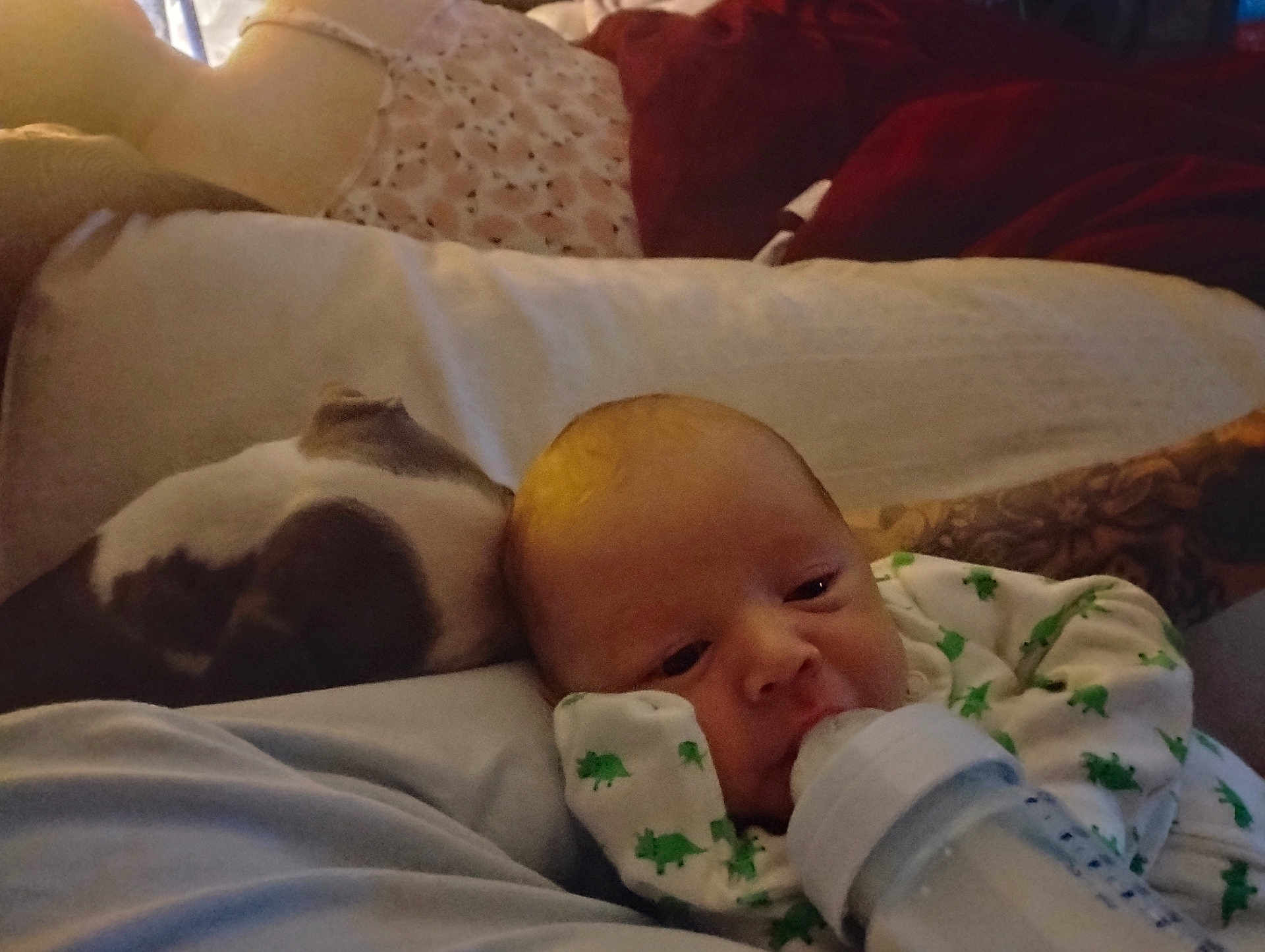 Blaine is registered to the contest to win money with this photo: baby, infant, newborn, bottle, feeding, onesie, dinosaur_print, dog, pet, couch, pillow, blanket, tattooed_arm, closeup, portrait, sleepy, indoor, low_light, resting, family_scene