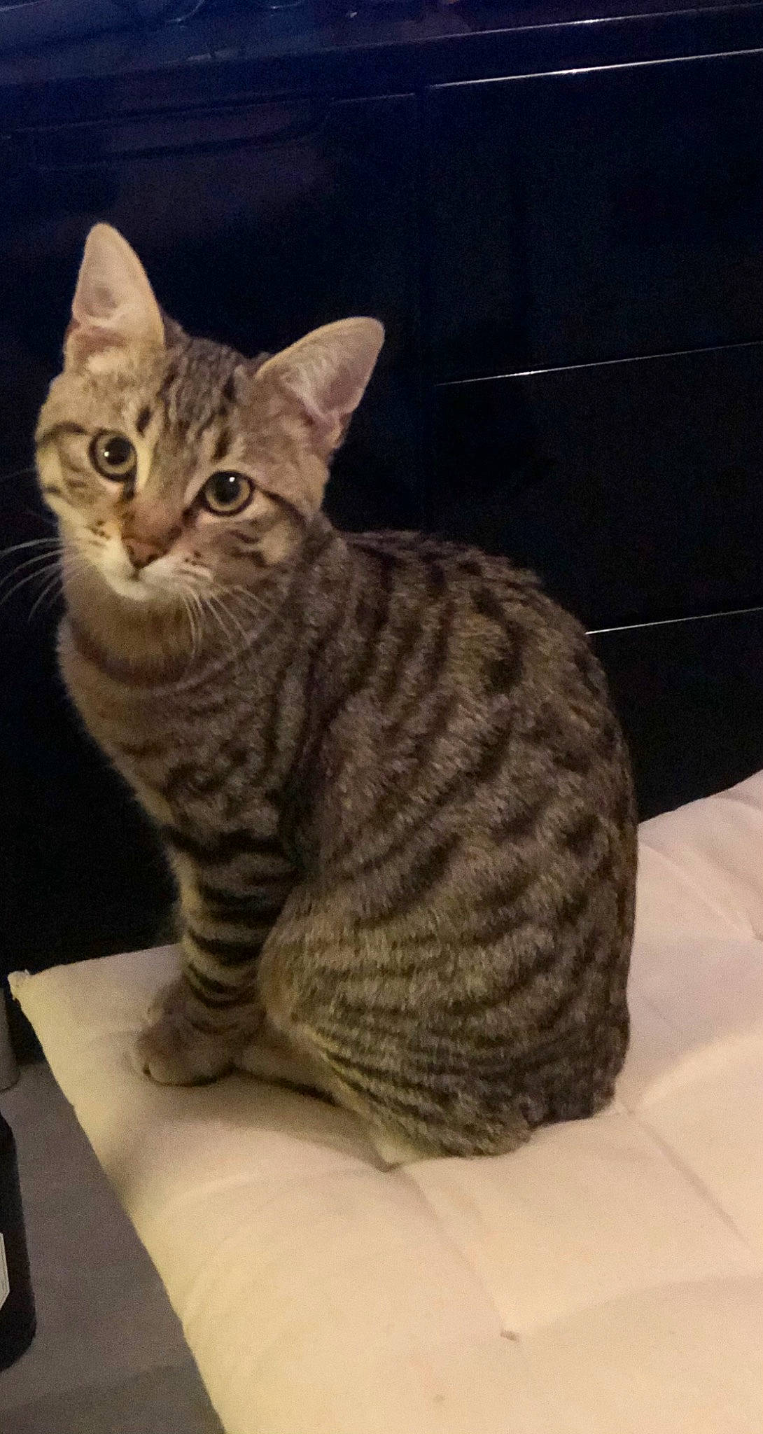 Paprika participe au concours pour gagner de l'argent avec cette photo : art, carnivore, cat, comfort, domestic_short_haired_cat, felidae, fur, paw, sitting, small_to_medium_sized_cats, snout, tail, terrestrial_animal, whiskers, window