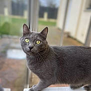Smoky participe au concours pour gagner de l'argent avec cette photo : cat, gray_cat, yellow_eyes, pet, animal, feline, indoor, window, curious, looking, whiskers, fur, portrait, domestic_animal, closeup, standing, soft_light, blurred_background, house, window_sill