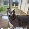 cat, gray_cat, yellow_eyes, pet, animal, feline, indoor, window, curious, looking, whiskers, fur, portrait, domestic_animal, closeup, standing, soft_light, blurred_background, house, window_sill