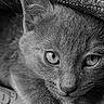 Smoky a rejoint le concours — aidez-le/la à gagner de superbes lots ! cat, kitten, black_and_white, close_up, fur, eyes, whiskers, texture, fabric, pet, animal, cute, portrait, soft_light, curious, indoor, feline, young, detail, cozy