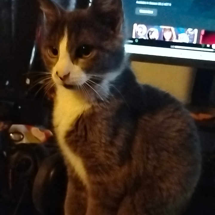 Crowley is registered to the contest to win money with this photo: cat, gray_cat, white_paws, indoor, computer_screen, desk, gaming, feline, pet, animal, sitting, curious, low_light, technology, monitor, electronics, home, cozy, cute, whiskers