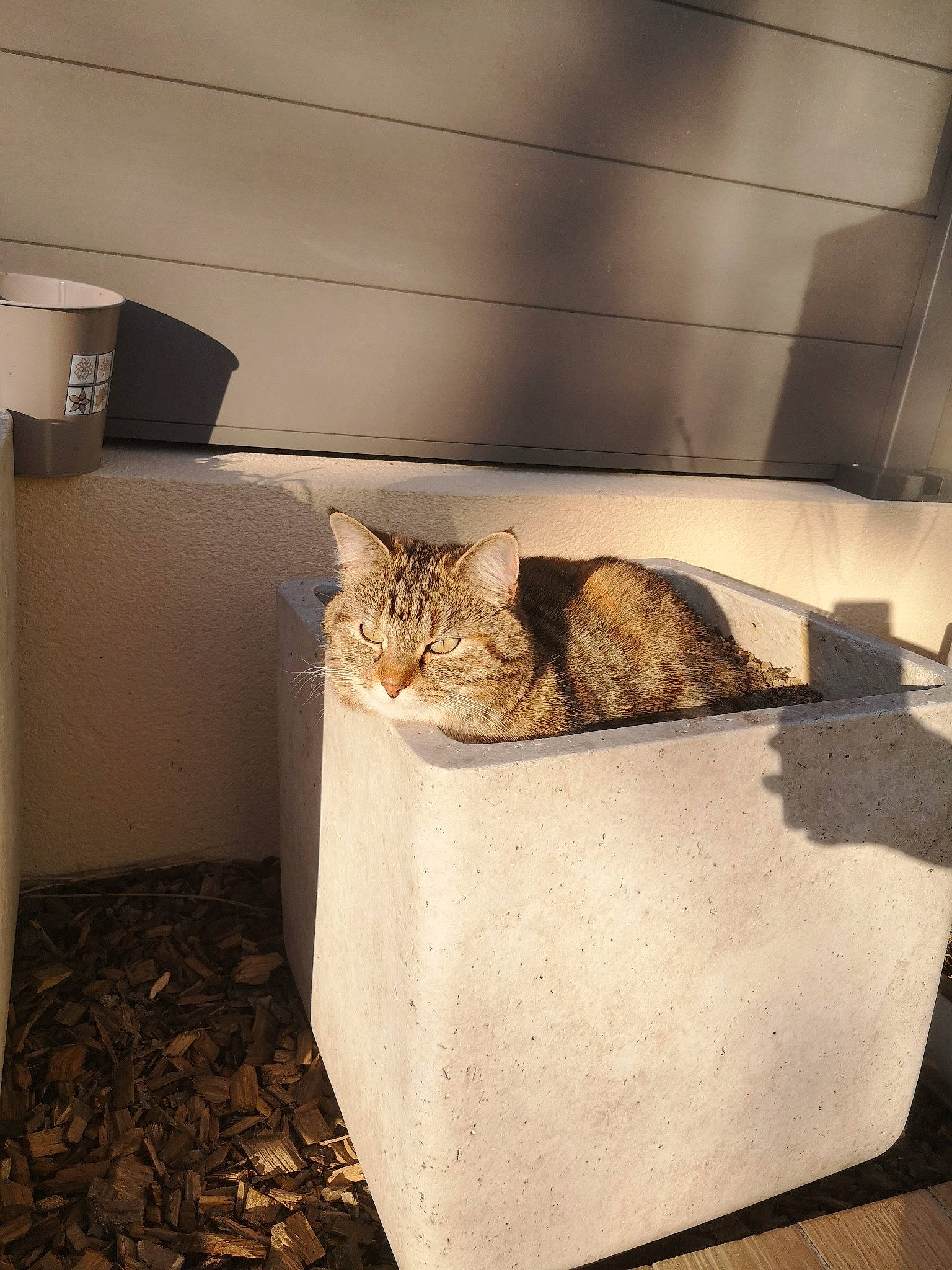 Nola a rejoint le concours — aidez-le/la à gagner de superbes lots ! asian, carnivore, cat, domestic_short_haired_cat, european_shorthair, felidae, fur, kitten, room, small_to_medium_sized_cats, whiskers