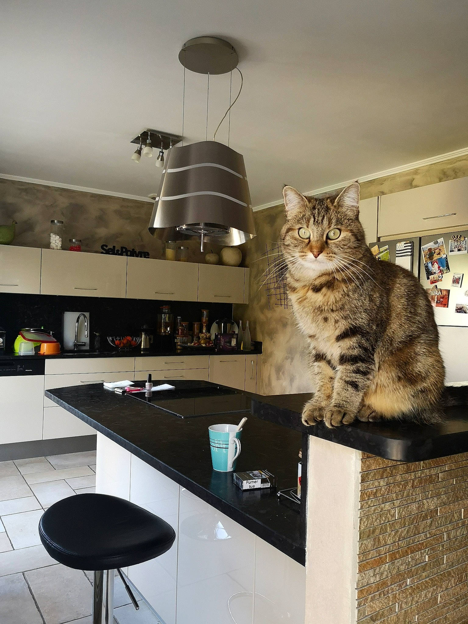 Nola participe au concours pour gagner de l'argent avec cette photo : american_shorthair, carnivore, cat, ceiling, countertop, domestic_short_haired_cat, european_shorthair, felidae, furniture, home, house, interior_design, kitchen, lampshade, lighting_accessory, room, small_to_medium_sized_cats, tabby_cat, table, whiskers