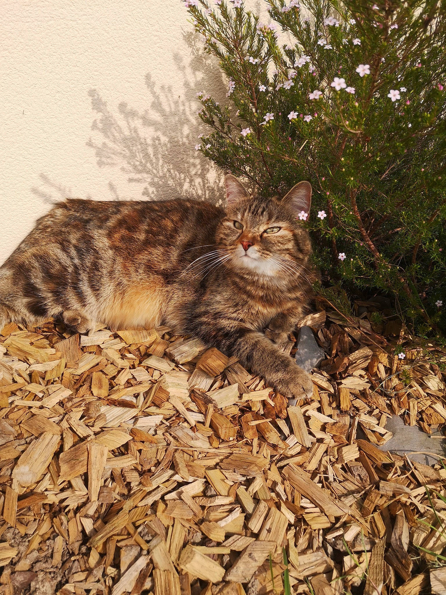 Nola a rejoint le concours — aidez-le/la à gagner de superbes lots ! carnivore, cat, european_shorthair, felidae, fur, grass, kitten, leaf, plant, small_to_medium_sized_cats, tabby_cat, tree, whiskers, wild_cat