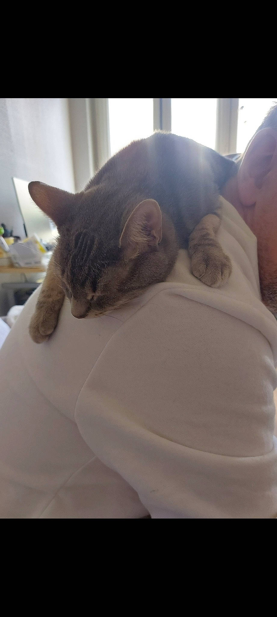 Crevette participe au concours pour gagner de l'argent avec cette photo : beard, carnivore, cat, comfort, companion_dog, domestic_short_haired_cat, ear, fawn, felidae, fur, gesture, grey, jaw, linens, paw, skin, small_to_medium_sized_cats, snout, tail, whiskers