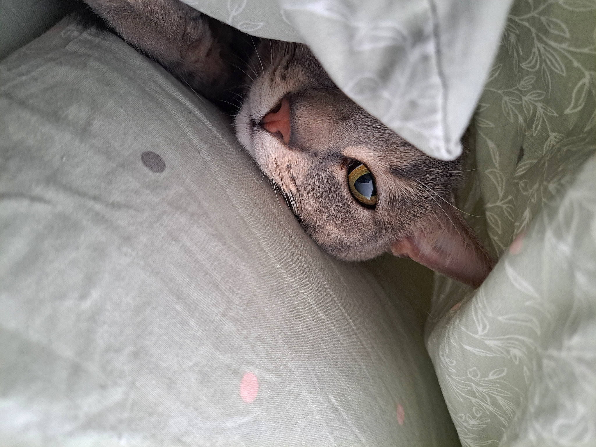 Crevette participe au concours pour gagner de l'argent avec cette photo : bird, carnivore, claw, comfort, felidae, fur, grey, nail, small_to_medium_sized_cats, whiskers, wood, wrinkle