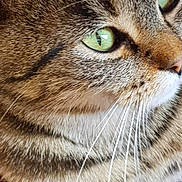 Gribouille a rejoint le concours — aidez-le/la à gagner de superbes lots ! asian, california_spangled, cat, cat_like_mammal, close_up, domestic_short_haired_cat, dragon_li, european_shorthair, eye, fauna, fur, pixie_bob, small_to_medium_sized_cats, snout, tabby_cat, whiskers, wild_cat