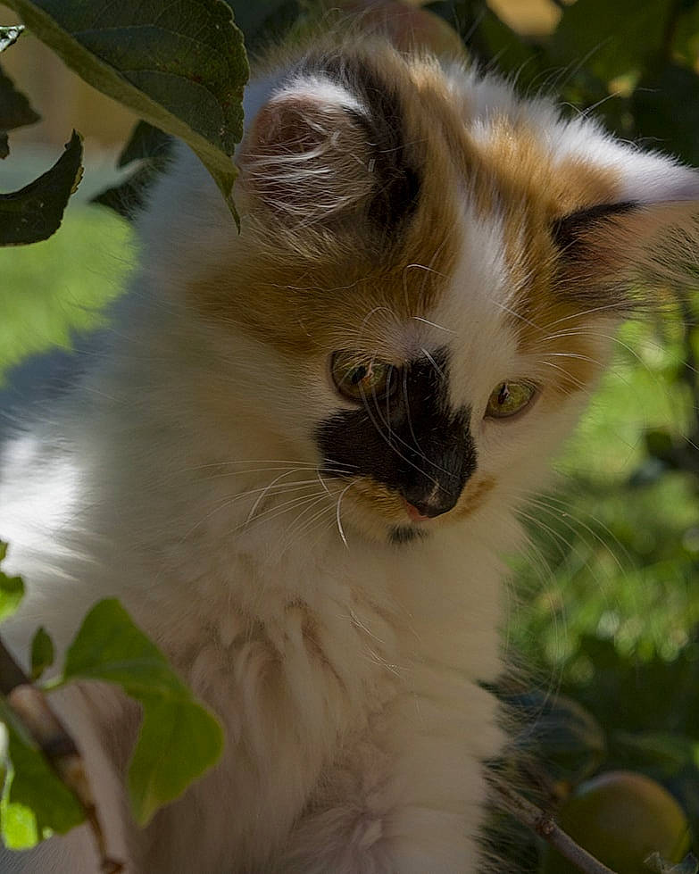 Pops a rejoint le concours — aidez-le/la à gagner de superbes lots ! balinese, birman, carnivore, cat, domestic_long_haired_cat, fawn, felidae, fur, kitten, mammal, norwegian_forest_cat, plant, ragamuffin, ragdoll, small_to_medium_sized_cats, tree, whiskers