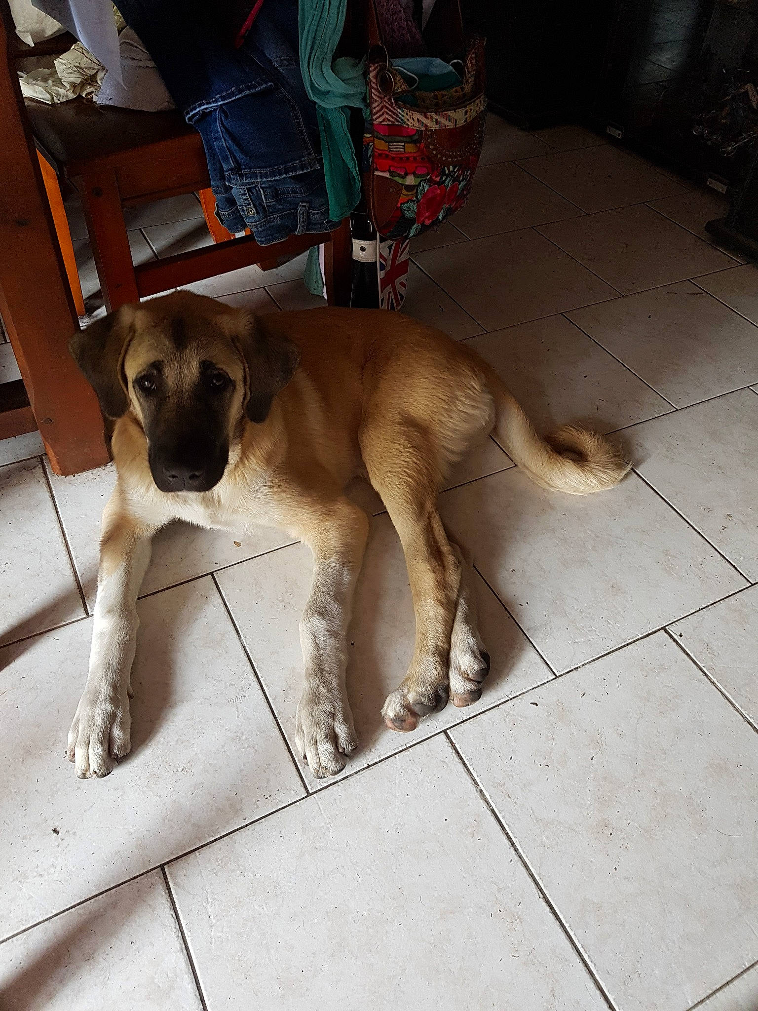 Kia a rejoint le concours — aidez-le/la à gagner de superbes lots ! black_mouth_cur, canidae, carnivore, dog, dog_breed, fawn, mammal, snout, sporting_group, street_dog, tail, vertebrate