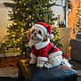 black, carpet, christmas_tree, cute, decorations, dog, festive, fur, holiday, holiday_season, indoor, lights, living_room, ottoman, pet, red, santa_costume, small_dog, warm_lighting, white