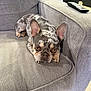 animal, canine, companion, couch, cute, dog, ears, eyes, face, french_bulldog, furniture, gray, home, indoor, looking, merle_coat, pet, relaxing, remote_control, resting