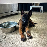 Georgio is registered to the contest to win money with this photo: puppy, dog, water_bowl, concrete_floor, ears, eyes, lying_down, indoor, metal_bowl, pet, young_dog, floor, animal, domestic_animal, canine, curious, resting, brown, black, raised_feeder