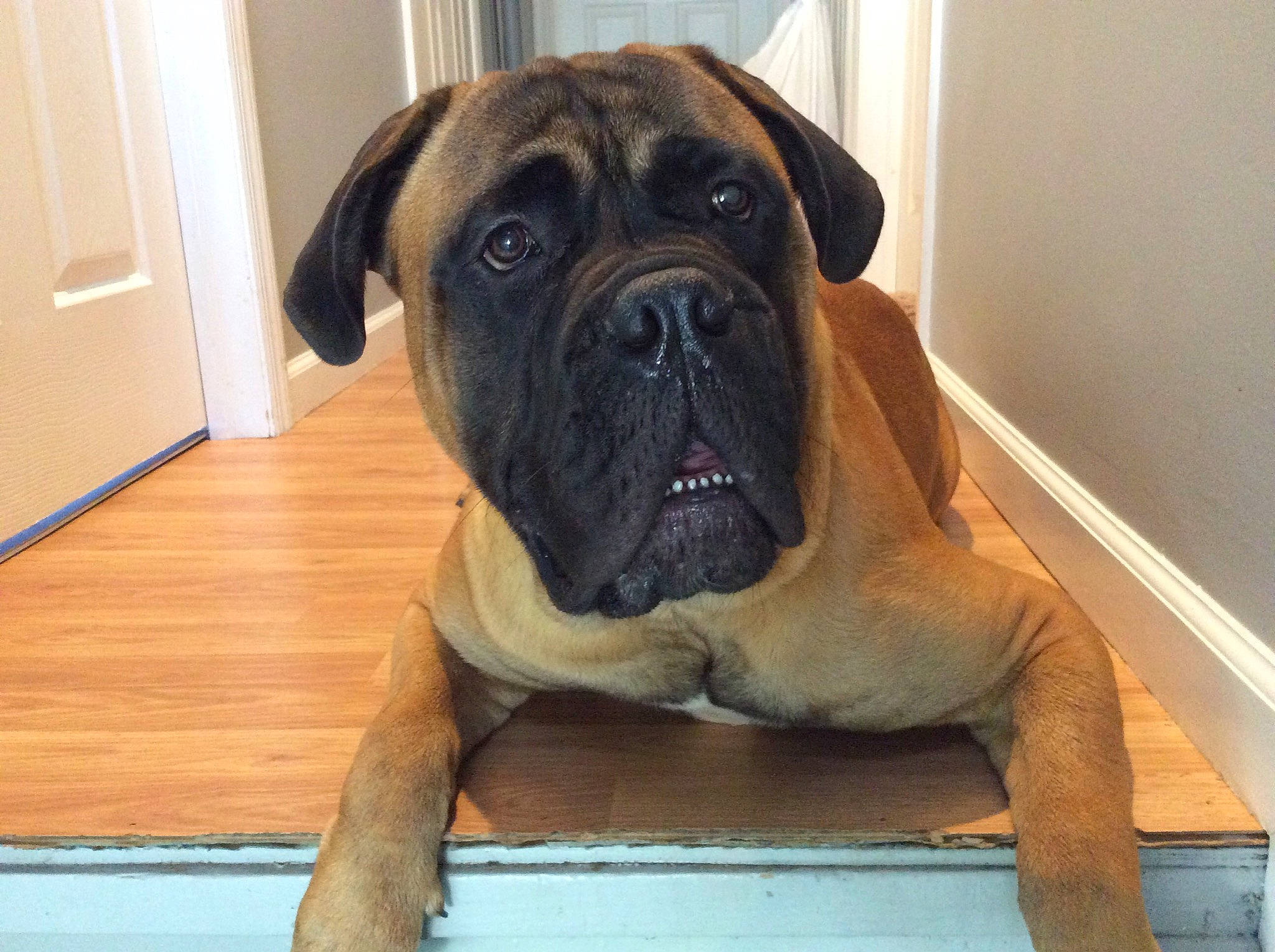 Gotti joined the competition — help win amazing prizes! ancient_dog_breeds, bored, boxer, canidae, carnivore, companion_dog, dog, dog_breed, door, fawn, hardwood, molosser, non_sporting_group, snout, sporting_group, wall_plate, wood, working_animal, working_dog, wrinkle